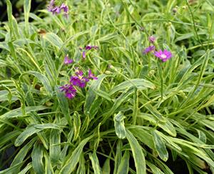 Senecio polyodon 'Vivid Violet'